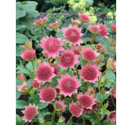 Astrantia major ´Rubra´ / Jarmanka větší růžová, I.