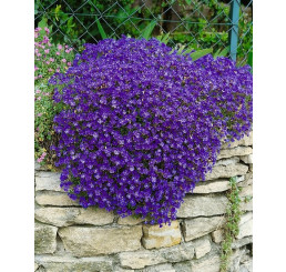 Aubrieta hybrid ´Royal Blue´ / Tařička zahradní modrá, C1,5