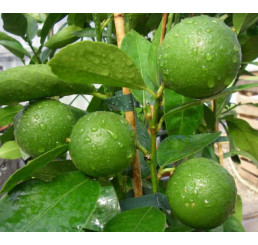 Citrus aurantifolia / Mexická limetka / Kyselý lajm, 20 cm, K9