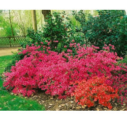 Azalea japonica ´Katja´ / Azalka japonská růžová, 20-30 cm, C2