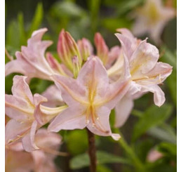 Azalea mollis ´Chanel´/ Azalka velkokvětá, 40-60 cm, C3