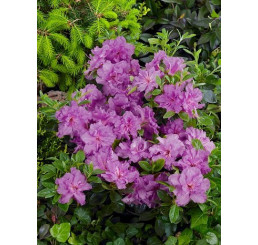 Azalea japonica ´Konigstein´ / Azalka japonská červená, 20-30 cm, C2