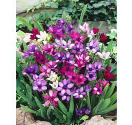 Babiana stricta mix / Babiana mix , bal. 10 ks, 5+
