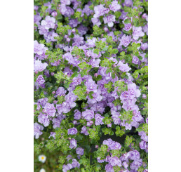 Sutera Bacopa  ´Double Lavender´/ Bakopa plnokvětá fialová, bal. 3 ks, 3x K7