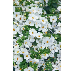 Sutera Bacopa ´Midi White´® / Bakopa bílá, bal. 6 ks sadbovačů