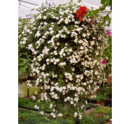 Sutera Bacopa ´Dynamic White´ / Bakopa bílá, bal. 3 ks, 3xK7