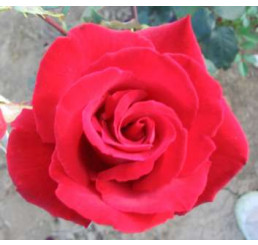 Rosa ´Barkarola´ / Růže čajohybrid, keř, BK