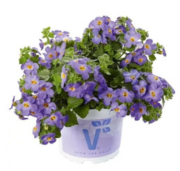 Sutera Baristo Giga Blue´ / Bakopa fialovomodrá, bal. 3 ks, 3x K7