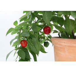 BIO Capsicum pubescens / Peruánske stromové čili papričky, K12