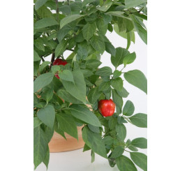 BIO Capsicum pubescens / Peruánske stromové čili papričky, K12