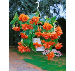 Begonia pendula ´Orange´ / Begónie převislá oranžová, bal. 3 ks, 5/+