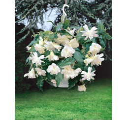 Begonia pendula ´White´ / Begónie převislá bílá, bal. 3 ks, 4/5