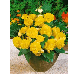 Begonia double ´Yellow´ / Begónie velkokvětá žlutá, bal. 3 ks, 5/+