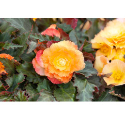Begonia ´Cascade Sunray´ / Begónie, bal. 2 ks, 5/6