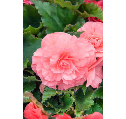 Begonia ´Cascade Florence´  / Begónie, bal. 2 ks, 5/6