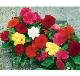 Begonia double ´Pink´ / Begónie velkokvětá růžová, bal. 3 ks, 5/+