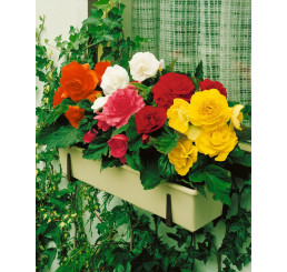 Begonia double mix / Begónie velkokvětá směs, bal. 25 ks, 5/+, XXL