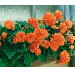 Begonia double ´Orange´ / Begónie velkokvětá oranžová, bal. 3 ks, 5/+