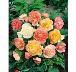 Begonia ´Pastel Mixed´ / Begónie pastelová směs, bal. 10 ks, 3/4, SUPERCENA