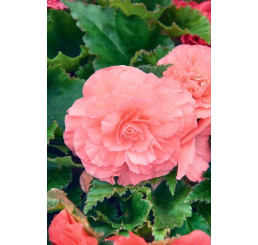 Begonia double ´Pink´ / Begónie velkokvětá růžová, bal. 3 ks, 5/+