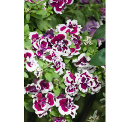 Petunia x atkinsiana ´Tumbelina® Bella / Petunie plnokvětá, bal. 6 ks sadbovačů