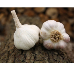 Allium sativum ´Benátčan´ / Sadbový česnek, bal. 3 hlaviček, 125 g