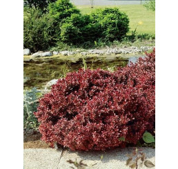Berberis thunb. ´Atrop. Nana´ / Dřišťál thunbergův zakrslý, 10-20 cm, C1