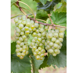 Vitis vinifera ´Bianca´ / Hrozny / Réva vinná, C2