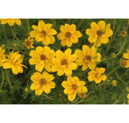 Bidens ´Yellow Charm´  / Dvouzubec, bal. 6 ks, 6x K7