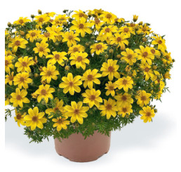 Bidens ´Yellow Charm´  / Dvouzubec, bal. 6 ks, 6x K7