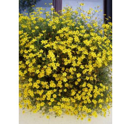Bidens ´2Teeth Oly Star´ / Dvouzubec ločidlolistý - Balkongold, bal. 3 ks, 3xK7