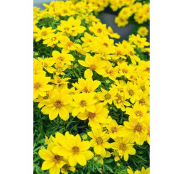 Bidens ´Biggest Sun´ / Dvouzubec, K7