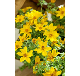 Bidens ´Bill´s Medaillon´ / Dvouzubec, bal. 6 ks, 6x K7