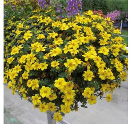 Bidens ferulifolia ´Port Royal´ / Dvouzubec ločidlolistý - Balkongold, bal. 6 ks sadbovačů