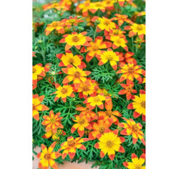 Bidens ´2 Teeth®´M Red Yellow Center´ / Dvouzubec, bal. 3 ks, 3x K7