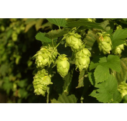 Humulus lupulus BIO / Okrasný chmel, K12