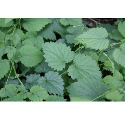 Humulus lupulus BIO / Okrasný chmel, K12