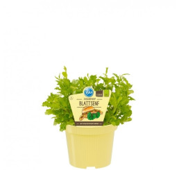 BIO Brassica juncea / BIO Hořčice, K12