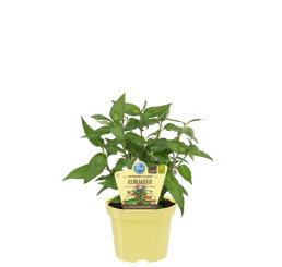 BIO Polygonum odoratum / Rdesno vonné, K12