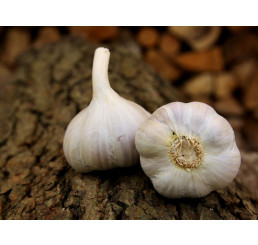 Allium sativum ´Bjetin´ / Sadbový česnek, bal. 3 hlaviček, 125 g