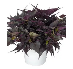 Ipomoea ´Papas®Black Maple® / Povíjnice, K7