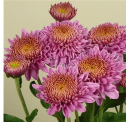 Dendranthema x indicum / Chrysanthemum ´Blenda Purple´ / Chryzantéma / Listopadka indická, K9