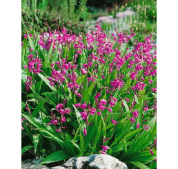 Bletilla hyacinthina ´Pink´/ Zahradní orchidej růžová, I.