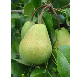 Pyrus communis ´Bohemica´ / Hrušeň, kdouloň