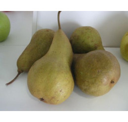Pyrus communis ´Boscova láhev´ / Hrušeň podzimní, hr.Kirchsensaller