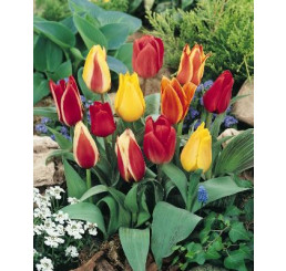 Tulipa Species Mixed / Směs divokých tulipánů do skalky, bal. 10 ks, 6/+