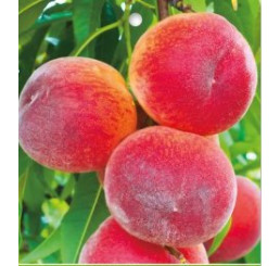 Prunus persica ´MAJORITA´ / Broskvoň středne raná, Rakoniewicka, C2