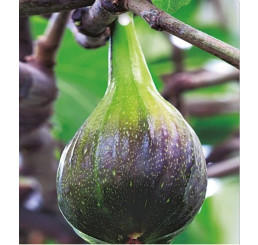 Ficus carica ´Brown Turkey´ / Černoplodý fíkovník, C2