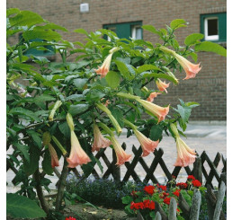 Brugmansia suaveolans / Andělská trumpeta růžová, bal. 4 s.
