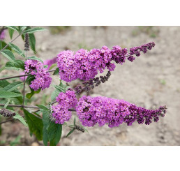 Buddleia davidii ´Border Beauty´/ Komule davidova, motýlí keř, 50-60 cm, C1,5